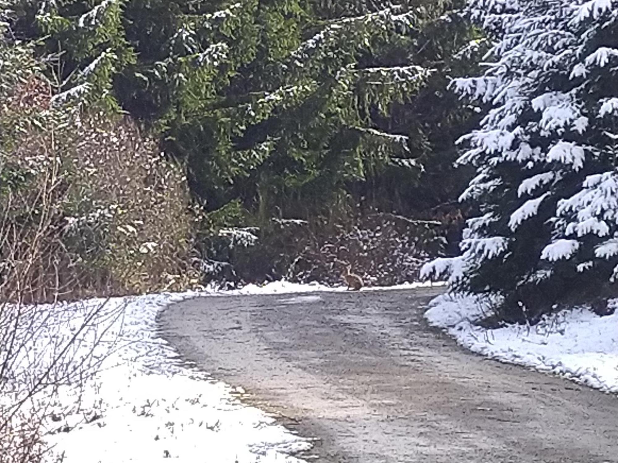 Апартаменты Urlaub Mit Hund Auf Dem Bauernhof Hofswald Euscheid Экстерьер фото