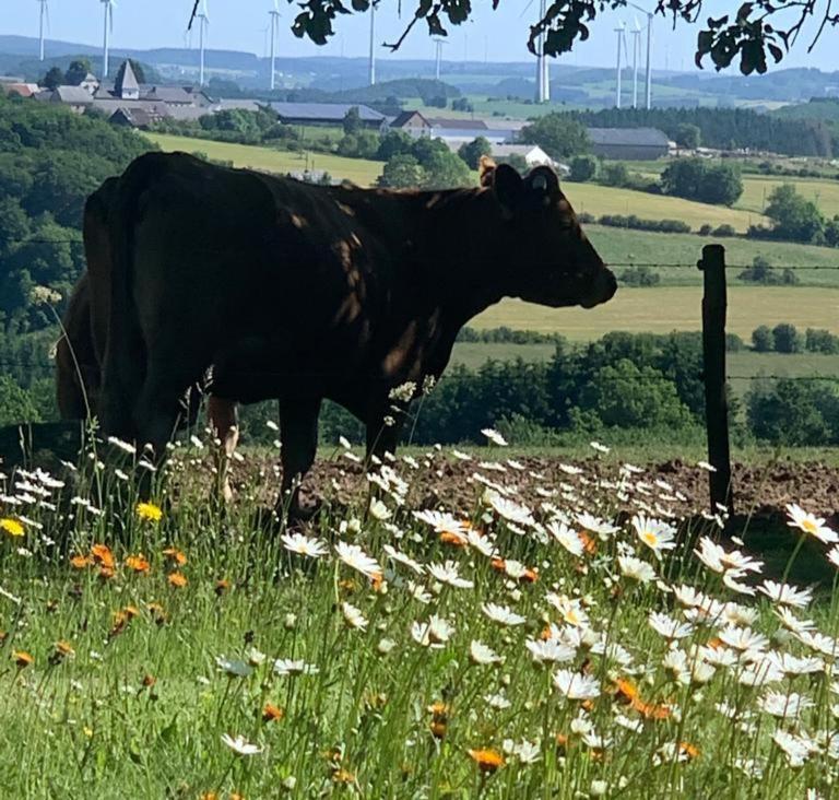Апартаменты Urlaub Mit Hund Auf Dem Bauernhof Hofswald Euscheid Экстерьер фото