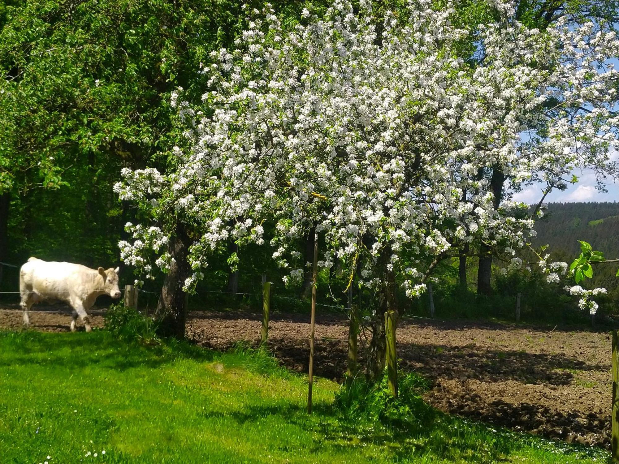 Апартаменты Urlaub Mit Hund Auf Dem Bauernhof Hofswald Euscheid Экстерьер фото